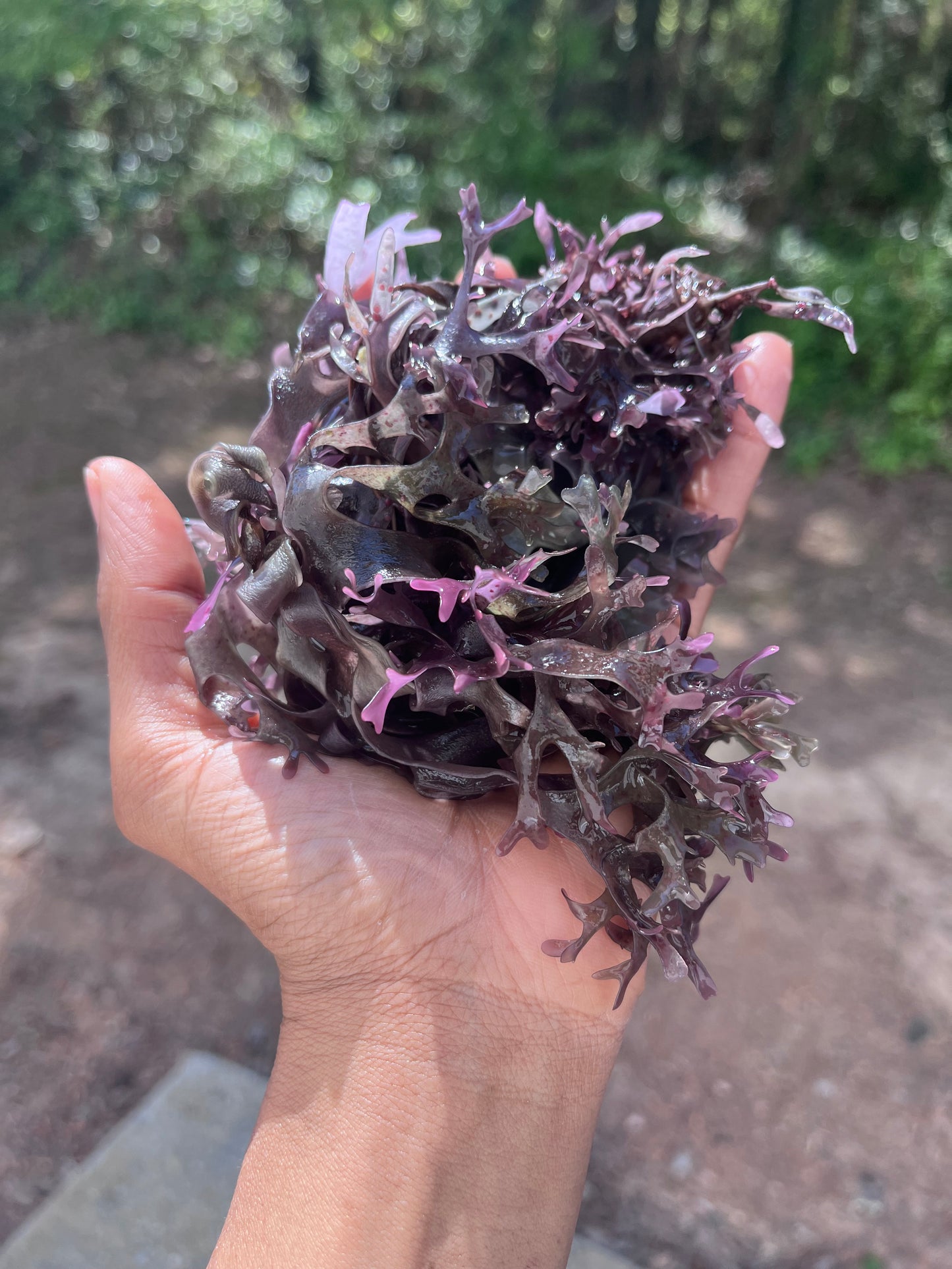 Raw Purple Chondrus Chrispus | Irish Sea Moss | Cold Water Atlantic Ocean